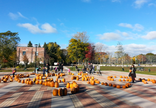 Under blue skies, hundreds of pumpkins create a pumpkin patch on the pavers of the Town Square. Family arrive to buy their pumpkins.