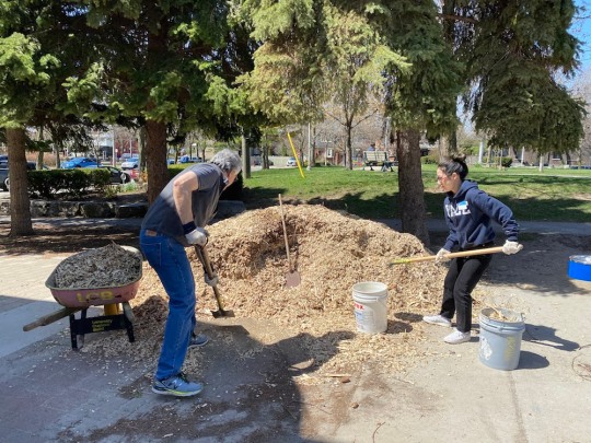Two volunteers shovel mulch from a large pile into buckets and a wheelbarrow for distribution to the gardens around Sorauren Park.